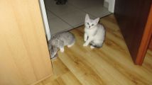 Vorschaubild 9