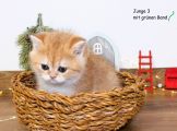 Vorschaubild 5