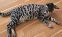 Vorschaubild 3