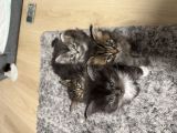 Vorschaubild 6