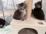 Vorschaubild 5