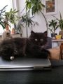 Vorschaubild 5