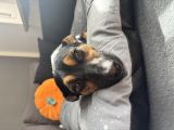 Vorschaubild 4