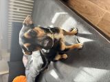 Vorschaubild 3