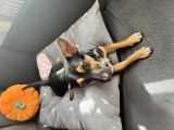 Vorschaubild 2