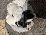 Vorschaubild 5