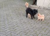 Vorschaubild 4