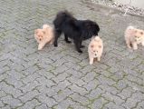 Vorschaubild 3