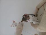 Vorschaubild 4