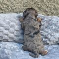 Vorschaubild 4