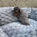 Vorschaubild 3