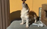 Vorschaubild 1