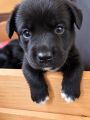 Hunderasse Retriever „4 süße Borador-Rüden suchen ihre liebevolle Familie ️“ in Malschwitz ...