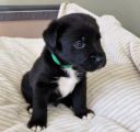 Hunderasse Retriever „4 süße Borador-Rüden suchen ihre liebevolle Familie ️“ in Malschwitz ...