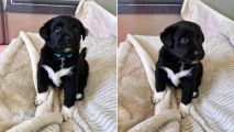 Hunderasse Retriever „4 süße Borador-Rüden suchen ihre liebevolle Familie ️“ in Malschwitz ...