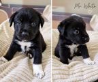 Hunderasse Retriever „4 süße Borador-Rüden suchen ihre liebevolle Familie ️“ in Malschwitz ...