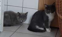 Vorschaubild 6