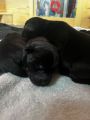 Hunderasse Retriever Labrador Welpen - Rüden & Hündinnen in schwarz~mit Papieren in ...