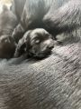 Hunderasse Retriever Labrador Welpen - Rüden & Hündinnen in schwarz~mit Papieren in ...