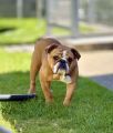 Hunderasse Retriever Liebevoller Englischer Bulldoggenrüde (1,5 Jahre) sucht ein neues ...