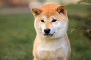 Vorschaubild 6