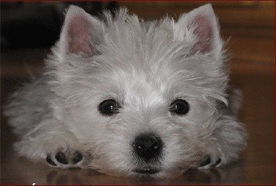 von den Steigerwaldhöh´n