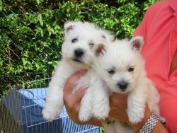 von den Steigerwaldhöh´n