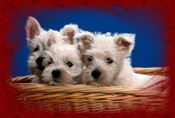 von den Steigerwaldhöh´n