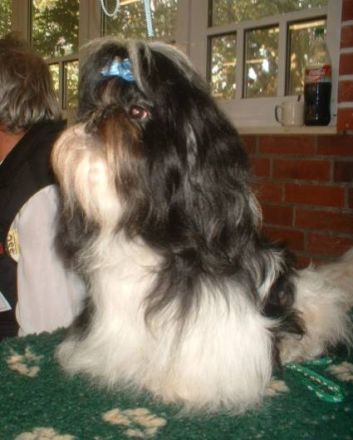 vom kleinen Mandarin