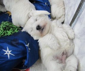 von Gerber´s weißen Tigern