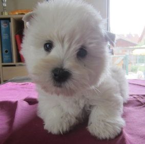 von Gerber´s weißen Tigern