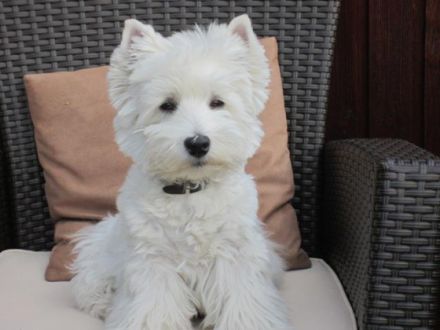 von Gerber´s weißen Tigern