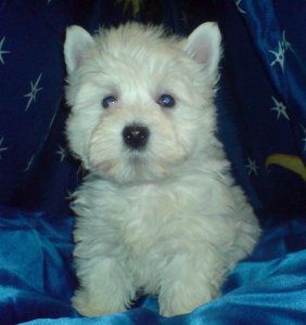 von Gerber´s weißen Tigern