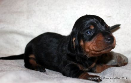 von den Dombergspatzen