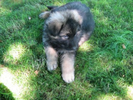 von der Löwengrube seit 1980