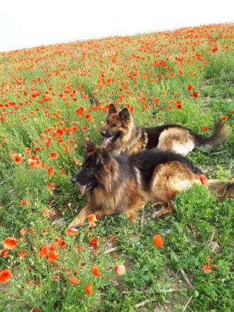 von der Löwengrube seit 1980