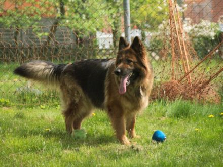 von der Löwengrube seit 1980