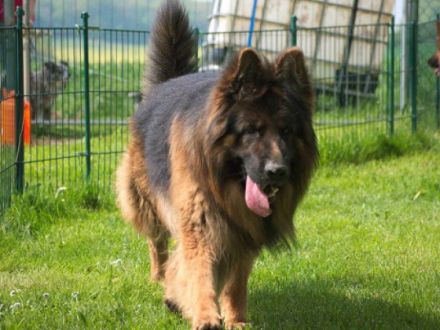 von der Löwengrube seit 1980