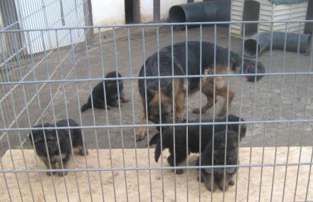 von der Löwengrube seit 1980