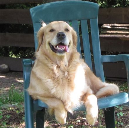 Angel of Karin's golden Family