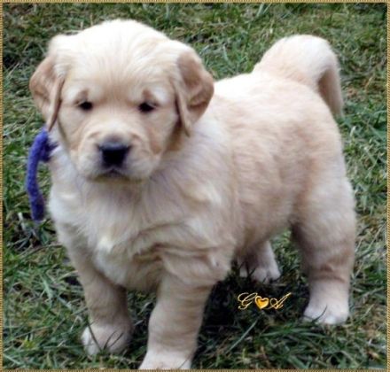 Angel of Karin's golden Family