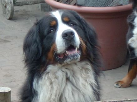 von Schünemanns Hof