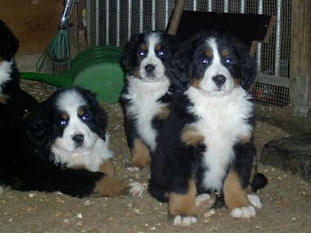 von Schünemanns Hof