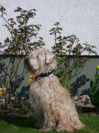 Wheaten vom Wolfshorst