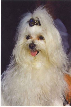 of little Heartbreaker´s