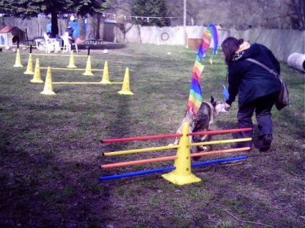 Hundeschule Löb Wiesbaden