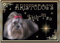 Aristodog`s Shih-Tzu