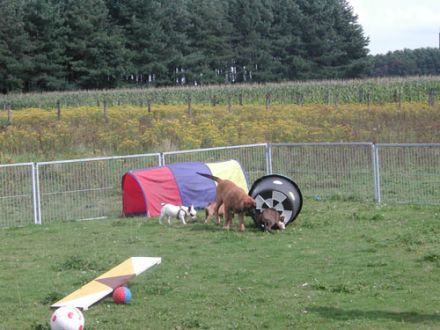 Hundeschule Westerbroek