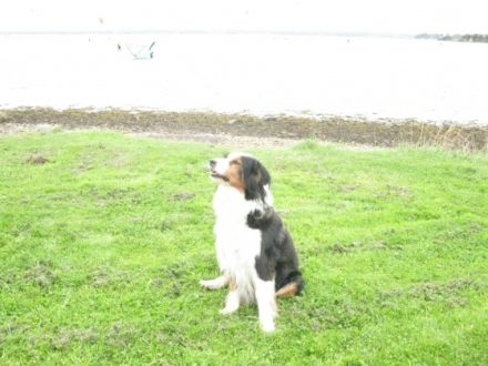 Familienhund-Akademie