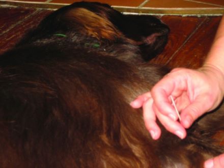 Tierheilpraxis für Hunde & Pferde Susanne Kinsinger